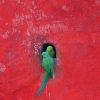 Fotografía: ©Hantar Mantar dos loros verdes en un hueco de una pared roja