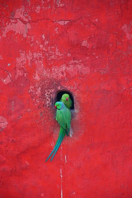 Fotografía: ©Hantar Mantar dos loros verdes en un hueco de una pared roja