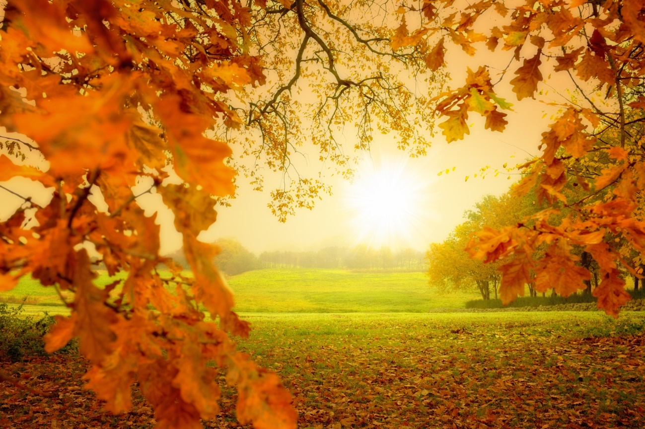 imagen otoñal de un prado verde cubierto de hojas de un tono caramelo bajo un cielo amarillento