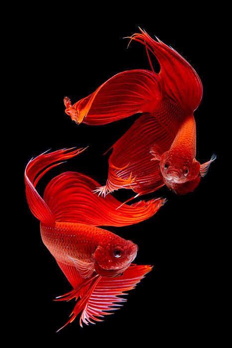 Un par de peces rojos de largas aletas sobre fondo negro