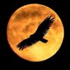 La silueta de un águila recortada sobre una luna llena de tonos amarillos